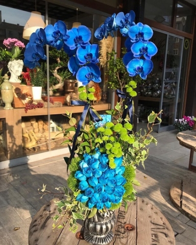 Mavi Orkideli Gül Şöleni